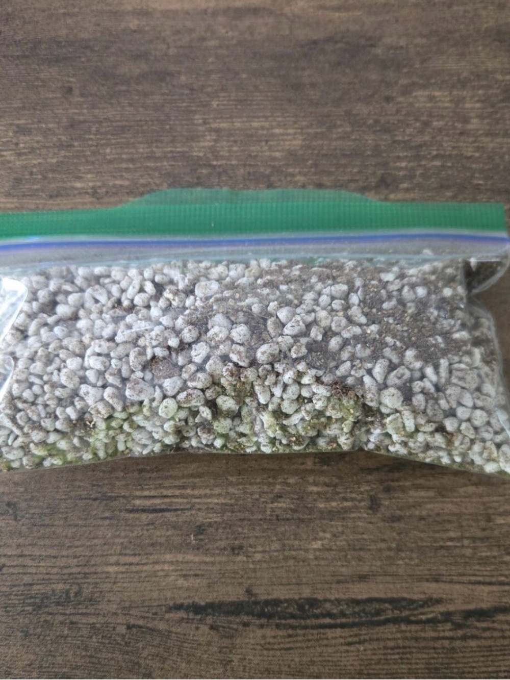 Mexican Pinguicula Carnivorous Plant Soil Mix